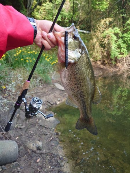 シャローゲーム