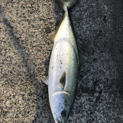 ハマチ68センチ