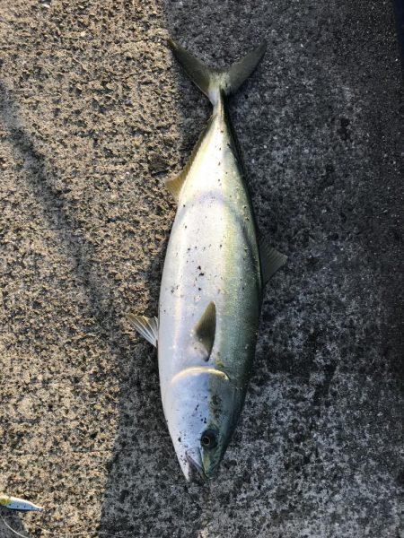 ハマチ68センチ