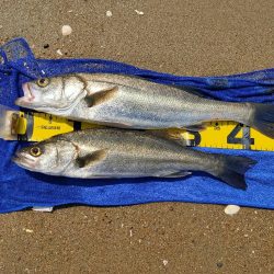 久々のシーバス