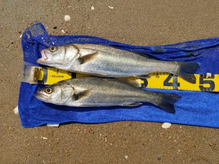 久々のシーバス