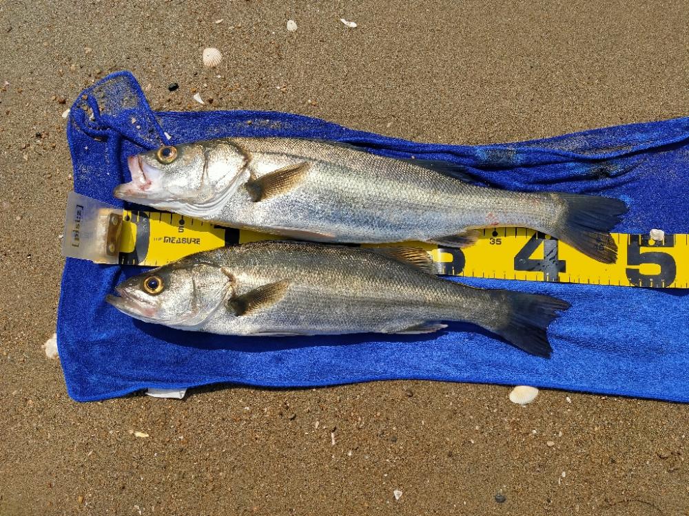 久々のシーバス