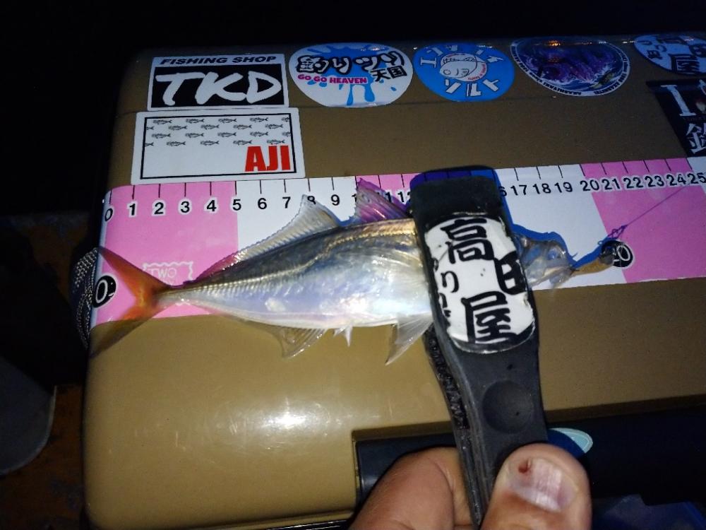 寒すぎアジング🥶