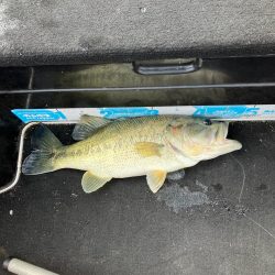 GW後半の琵琶湖45cm