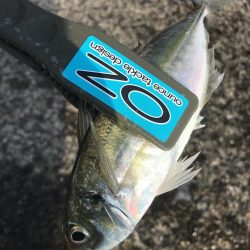 投げサビキでアジ、サバ、イワシ大漁GET