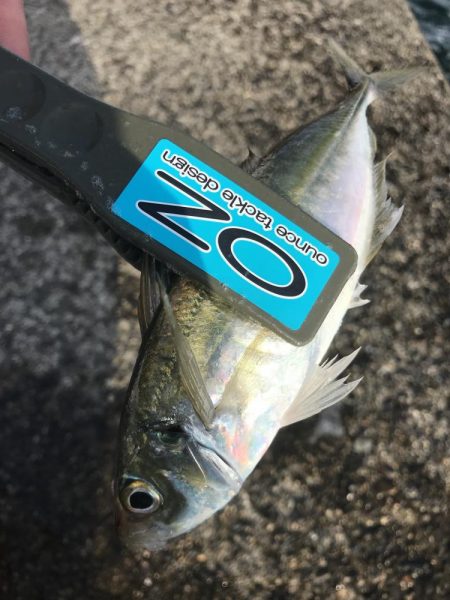 投げサビキでアジ、サバ、イワシ大漁GET