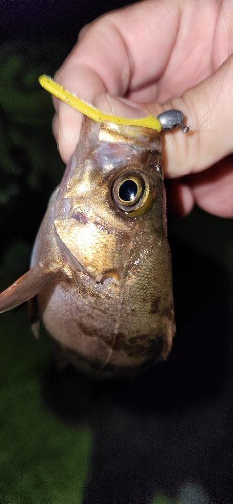 淡路島メバリング