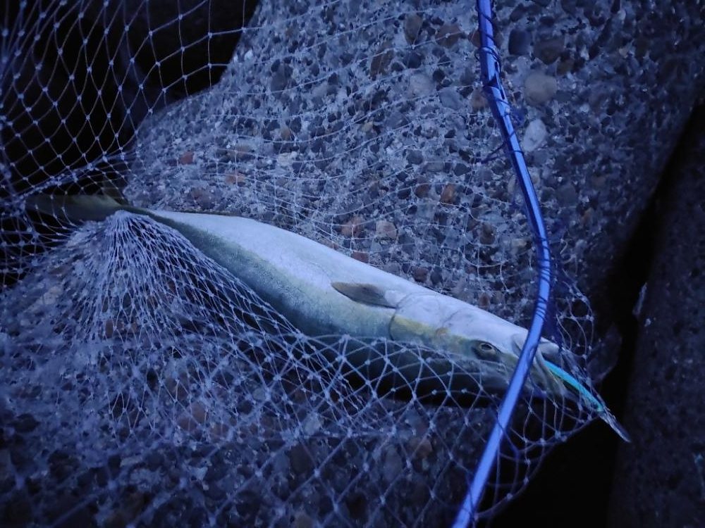 ショアジギング@泉大津