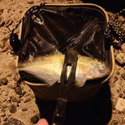 最初はあたりもなく。