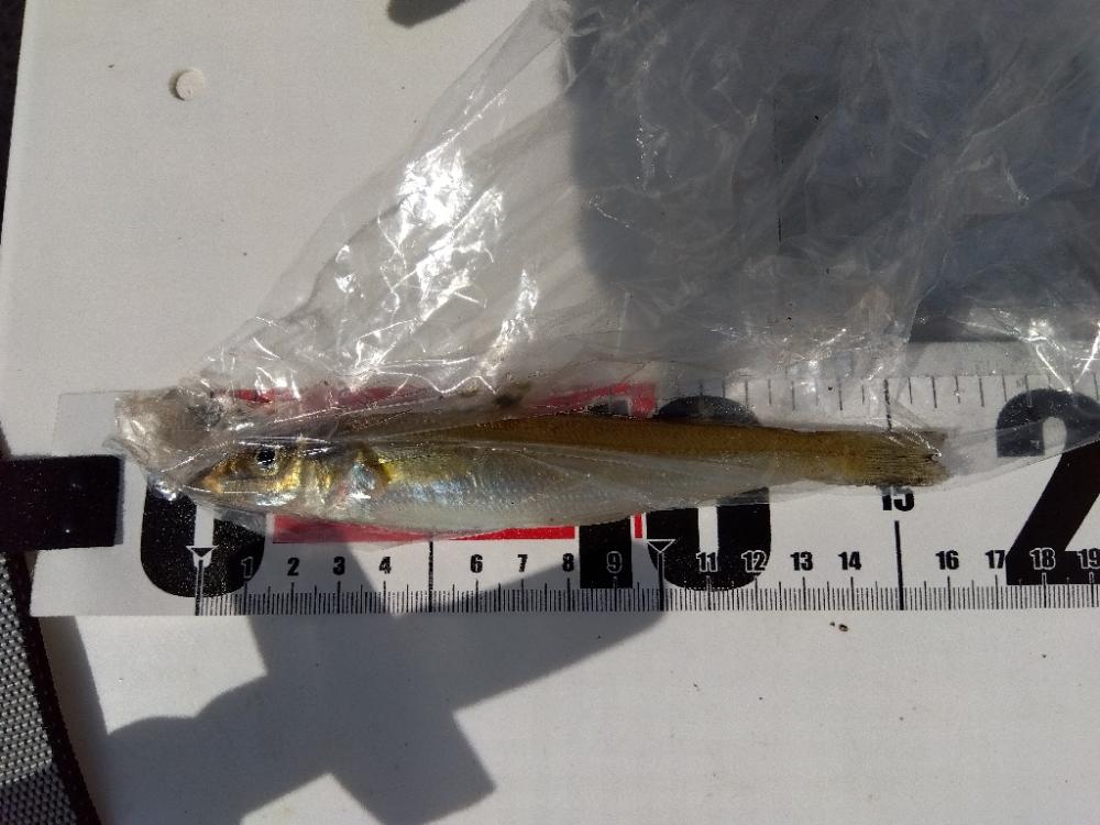 苅屋海岸のキス釣り