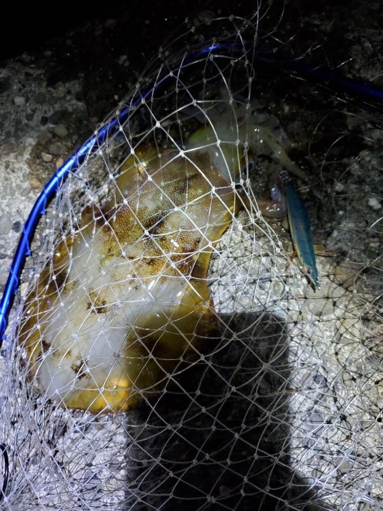 エギング 春イカ好調