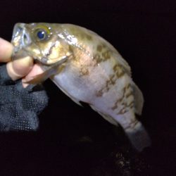 ここしか居ないのか?