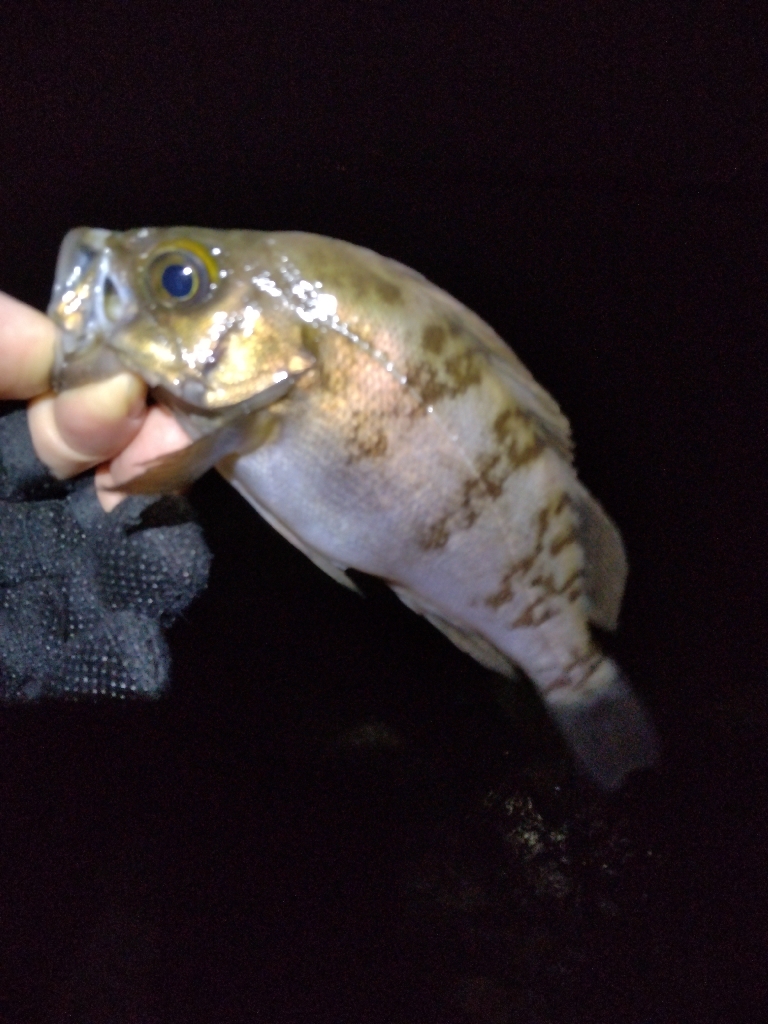 ここしか居ないのか?