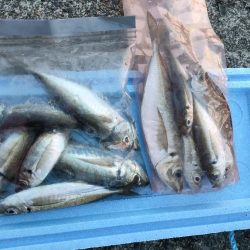 もう少しサイズが上がれば…