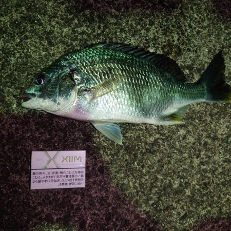 久々のエサ釣り