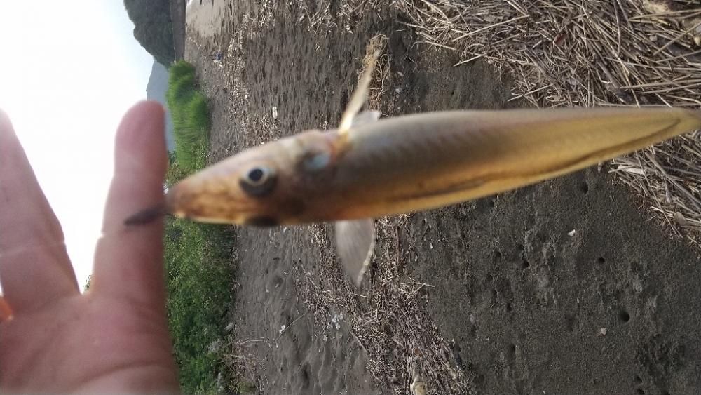 キス釣り