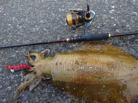 復調エギングIN対馬