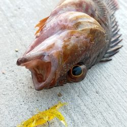 兵（つわもの）どもが夢の跡…