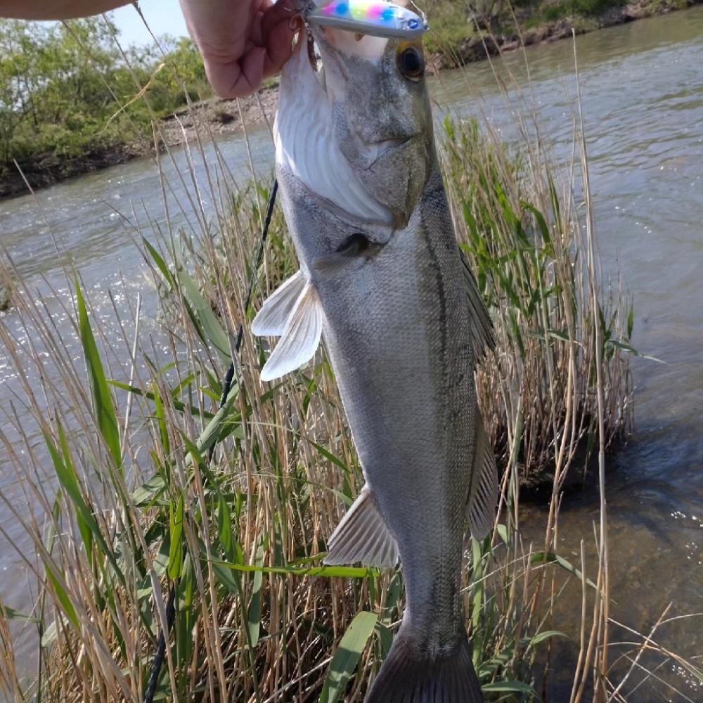 2023年初フィッシュ