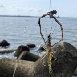 霞ヶ浦 テナガエビ開幕