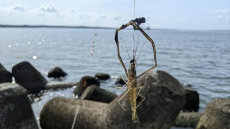 霞ヶ浦 テナガエビ開幕