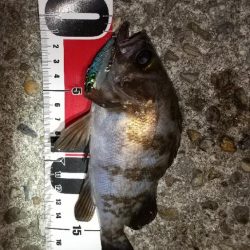 メバルを求めて