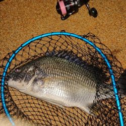 初めて釣りました