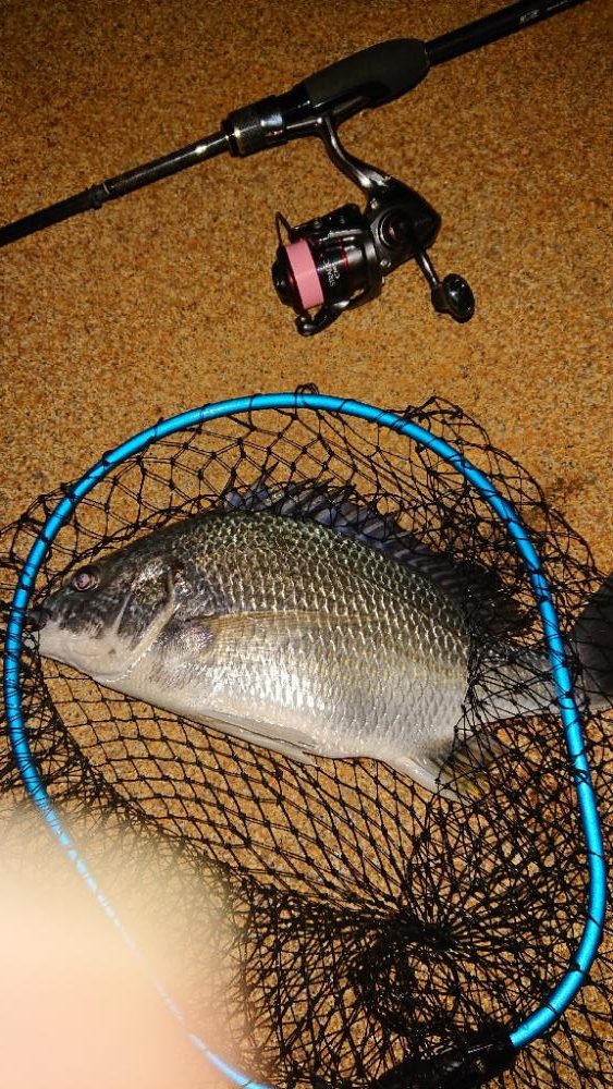 初めて釣りました