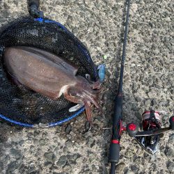 モンゴウイカ　1.２キロ