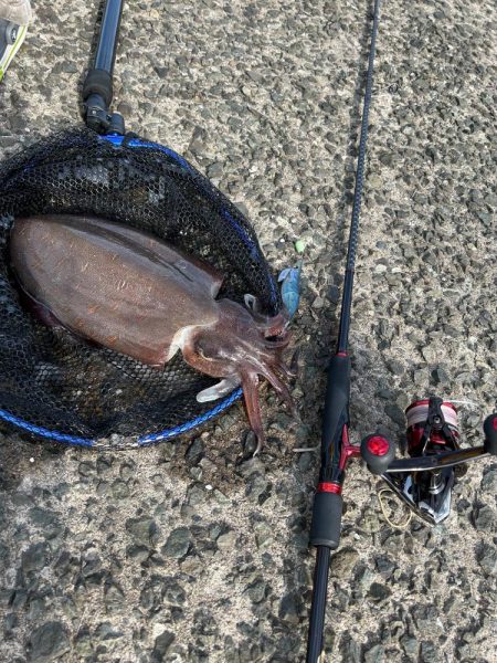 モンゴウイカ　1.２キロ