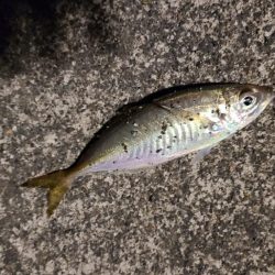 小物釣りで何とか5種目