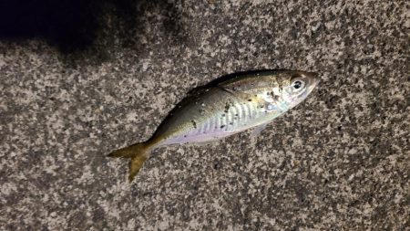 小物釣りで何とか5種目