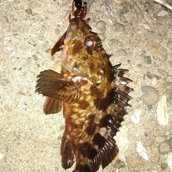 ちょい釣り20230502