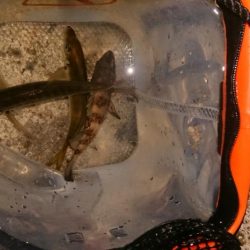 ライトゲームでひまつぶし