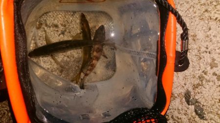 ライトゲームでひまつぶし