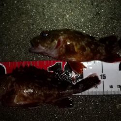 メバルを求めて