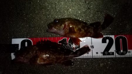 メバルを求めて