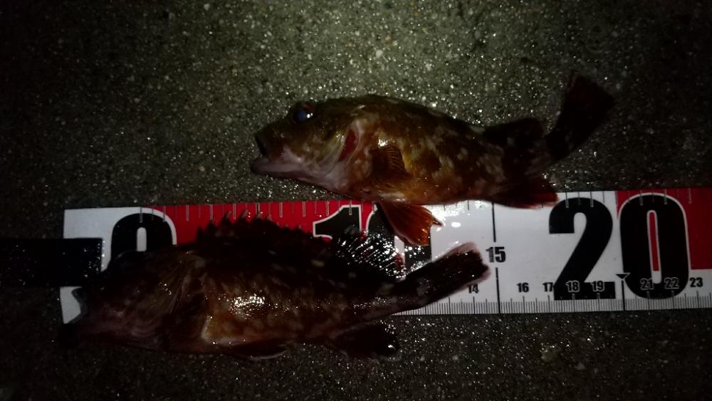 メバルを求めて