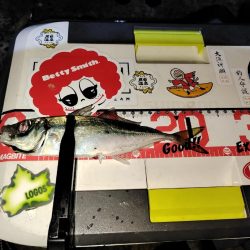 アジング@鹿児島垂水