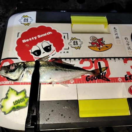 アジング@鹿児島垂水