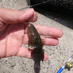 手長エビ～まだ居ない？