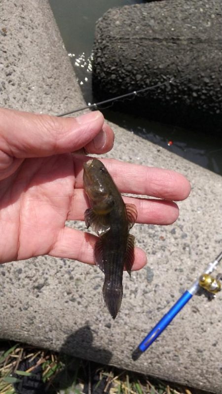 手長エビ～まだ居ない？