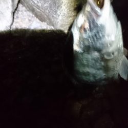 久しぶりの釣り