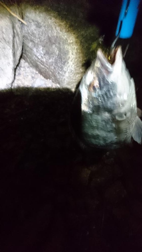 久しぶりの釣り