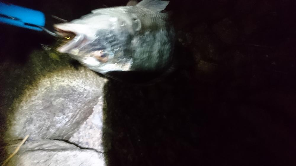 久しぶりの釣り