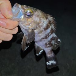 須磨連敗脱出🎣