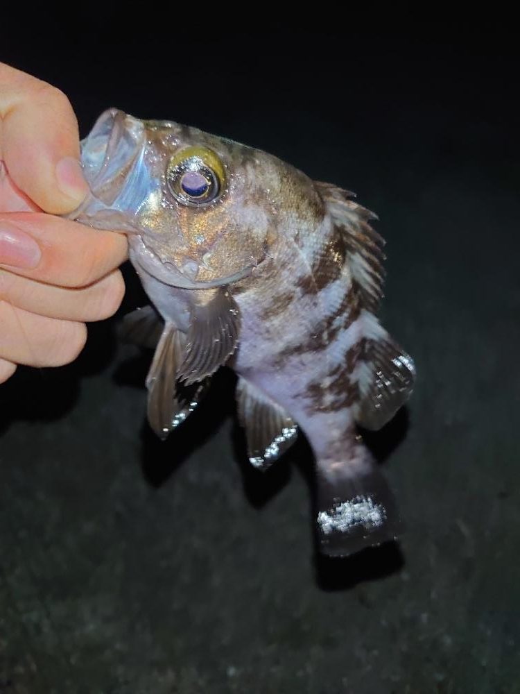 須磨連敗脱出🎣