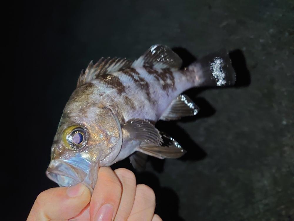 須磨連敗脱出🎣