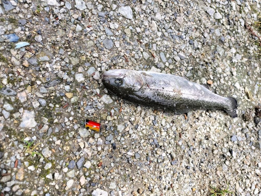 千早川マス釣場で