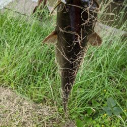 癒しのナマズ釣り